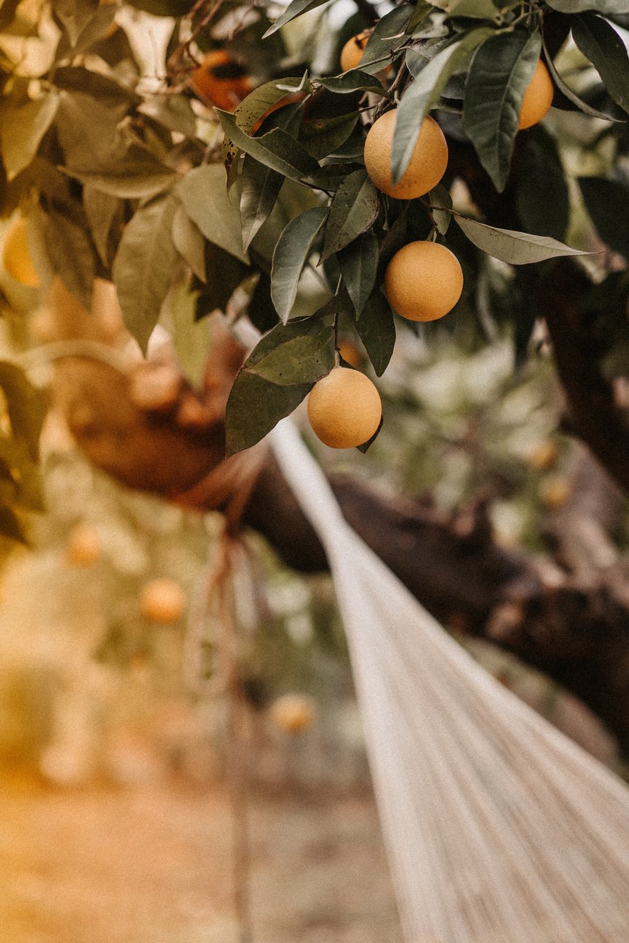 Sunlit orange tree in Andalucía